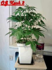 OG Kush 2 F 0 (2)