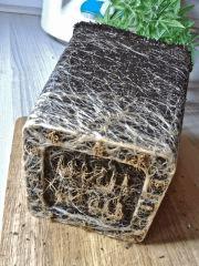 Root Trimming (2)