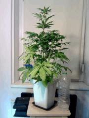 OG Kush 1 F 13 (2)