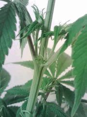 JTR B   pistils resultat