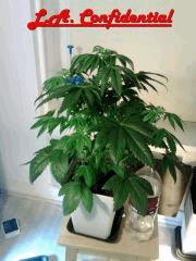 L.A. Confidential F 0 (2)