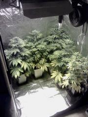 Box flo'