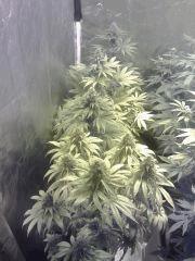 Kush   Flo 40:45
