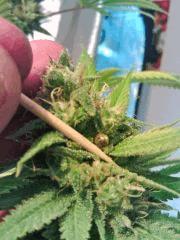 OG Kush 2 (3).jpg