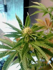 H.Haze F 11 (5)