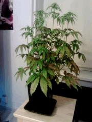 H.Haze cannellisée