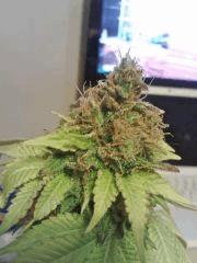 Bubba Kush F 80 (4)