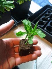 Bouturage Des apex coupés