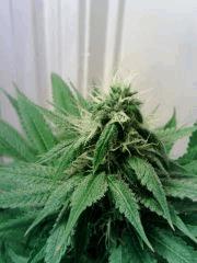 OG Kush 2 F 25 (2)