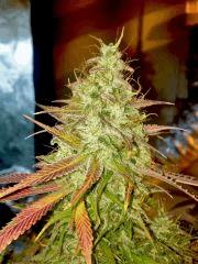 Clones JTR Flo49 (5)