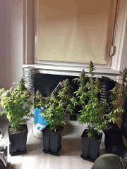 Clones JTR 1 2 & 3, Flo45 (8)
