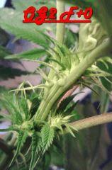 OG Kush 2 F 0 (3)