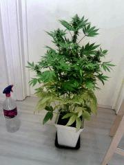 OG Kush 2 F 25