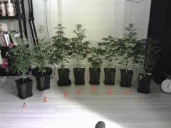 8 Femelles Jack The Ripper resultat