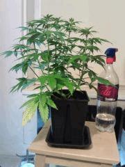 Honolulu Haze F 3