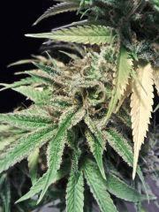 Buds JTR A   F 60 (2)