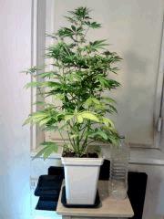 OG Kush 2 F 18