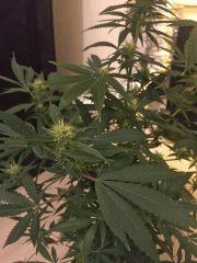 Clone JTR, Flo6 (3)