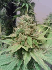 OG Kush 2 F 56