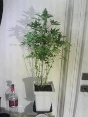 OG Kush 2 resultat
