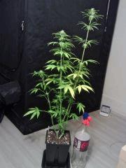 JTR F   F 24