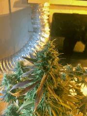Clones JTR Flo49 (4)