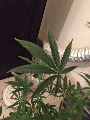 Clones JTR, Flo2 (3)