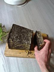 Root Trimming (4)