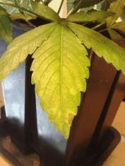 H. Haze (2)