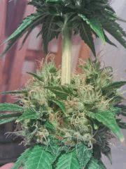L.A. Confidential Bud grainé (4)