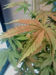 H.Haze F 11 (3)