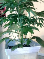 L.A. Confidential