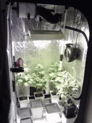 L.A. Confidiential, OG Kush, Bubba Kush, Honolulu Haze resultat