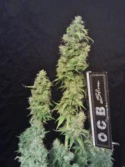 OG Kush 2   F 56 (2)