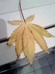 Haze   feuille atteinte