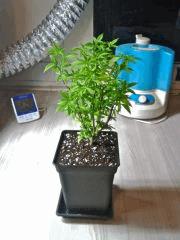 PM Jack The Ripper A (sélectionnée) après Root Trimming, C 110