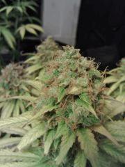 Honolulu Haze F 63 (4)