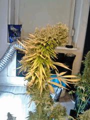 JTR I   F56 (2)
