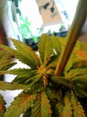 H.Haze F 11 (4)