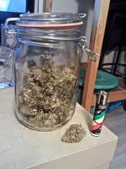 H. Haze 26 Gr