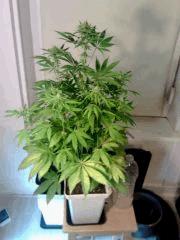 OG Kush 2 F 18 (2)