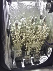 Box flo' (3)