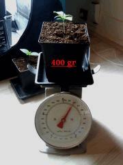 Avant arrosage 400gr