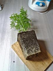 Root Trimming