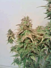 JTR A F+80 (7)