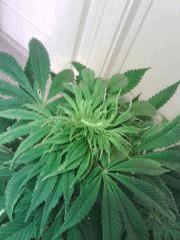 JTR I   Apex X weed ! resultat