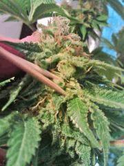 Bubba Kush (3)