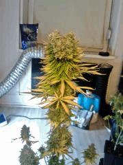 JTR I   F56 (3)