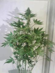 OG Kush 2 (2) resultat