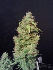 OG Kush 2   F 56 (3)